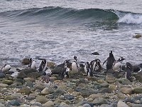 Penquin 企鹅48
