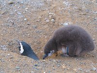 Penquin 企鹅49