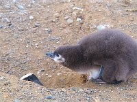 Penquin 企鹅50