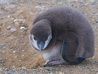 Penquin 企鹅51