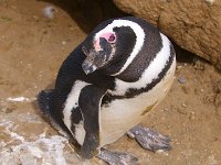 Penquin 企鹅52