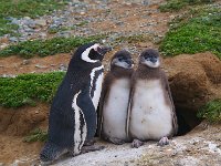 Penquin 企鹅53