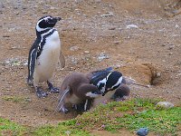 Penquin 企鹅55