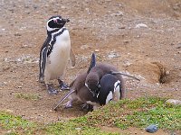 Penquin 企鹅56