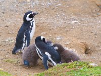 Penquin 企鹅57