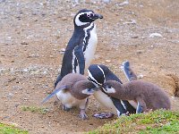 Penquin 企鹅58