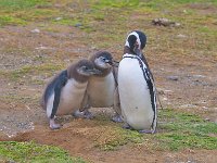 Penquin 企鹅59