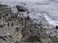 Penquin 企鹅60