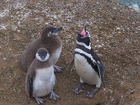Penquin 企鹅61