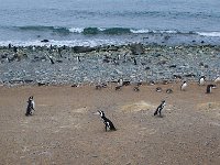 Penquin 企鹅62
