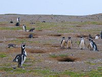 Penquin 企鹅63