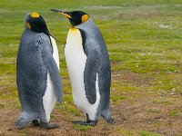 Penquin 企鹅64