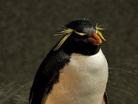 Penquin 企鹅65