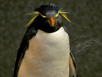 Penquin 企鹅66
