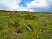 Penquin 企鹅8