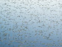 Pond 河塘光影