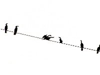 Scenery of Birds 鸟景