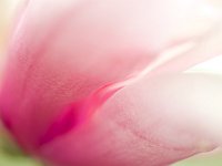 Flower 花