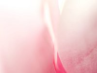 Flower 花2