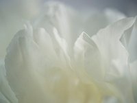 Seductive Flower 花之诱惑10
