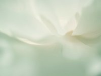 Seductive Flower 花之诱惑25