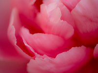 Seductive Flower 花之诱惑26