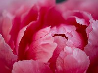 Seductive Flower 花之诱惑29