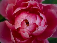 Seductive Flower 花之诱惑33