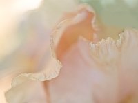 Seductive Flower 花之诱惑36