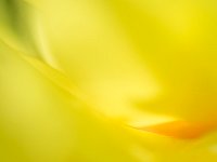 Seductive Flower 花之诱惑38