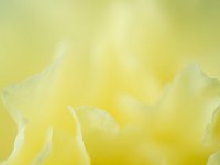 Seductive Flower 花之诱惑39