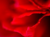 Seductive Flower 花之诱惑4
