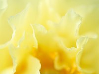 Seductive Flower 花之诱惑40