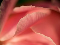 Seductive Flower 花之诱惑41