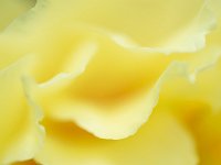 Seductive Flower 花之诱惑42