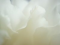 Seductive Flower 花之诱惑9