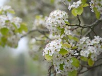 Spring 春色43