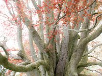 Spring 春色47