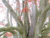 Spring 春色48