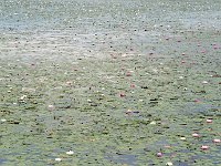 Waterlily 莲