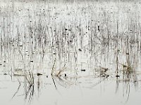 Wetland 湿地