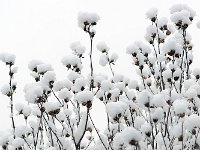 Winter 冬韵