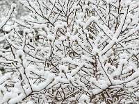 Snow 冬雪3