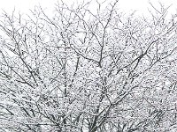 Snow 冬雪4