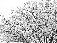 Snow 冬雪5