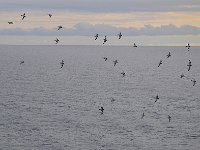Antartica 南极128