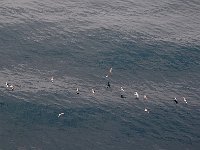 Antartica 南极133
