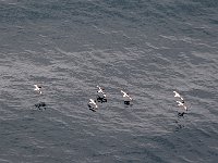 Antartica 南极134
