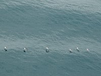 Antartica 南极135