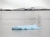 Antartica 南极165